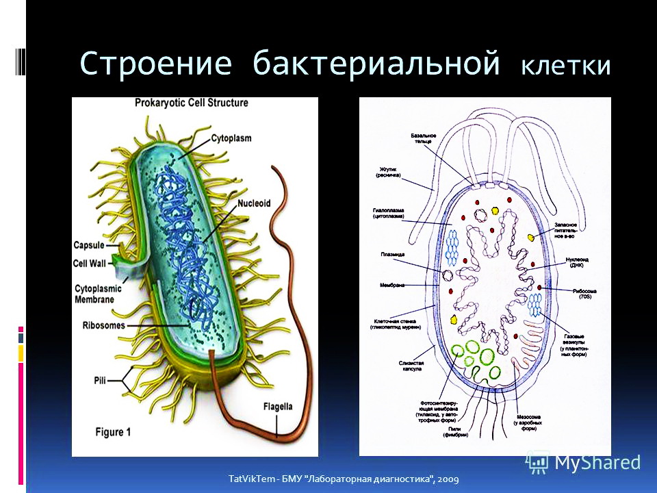 Основные части бактерии